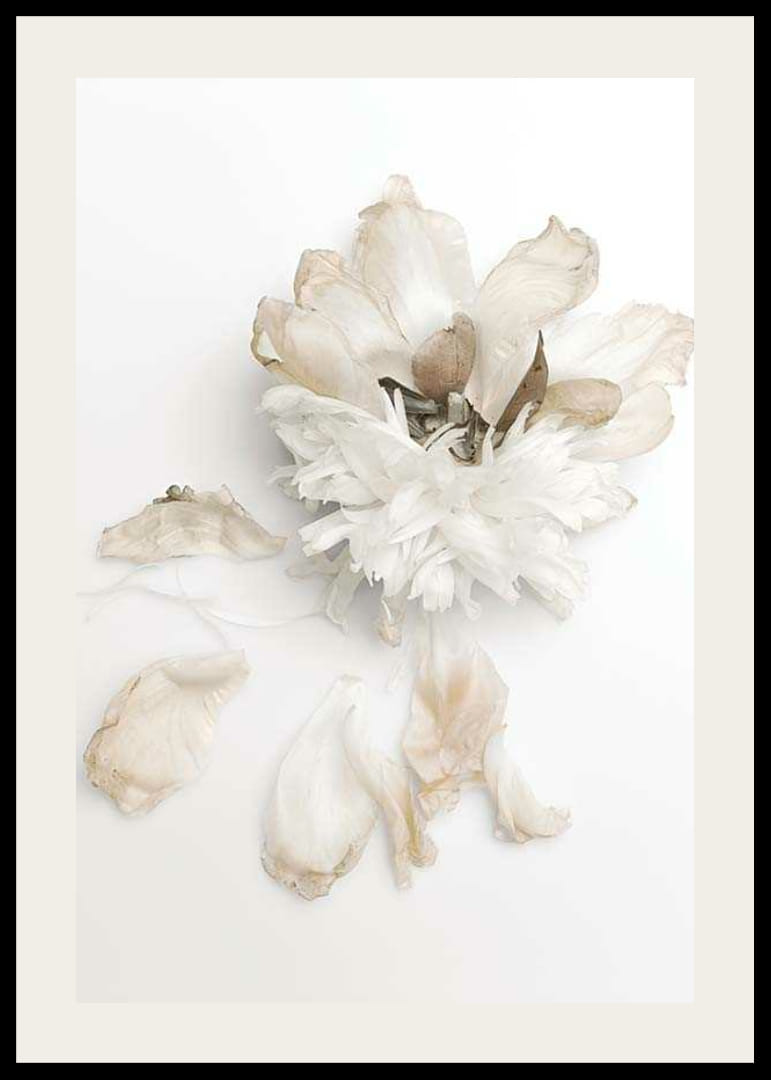 Photographie d'une pivoine blanche aux feuilles fanées sur fond clair-12