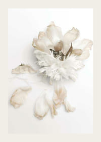 Photographie d'une pivoine blanche aux feuilles fanées sur fond clair-3