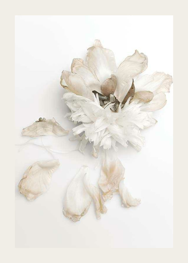 Photographie d'une pivoine blanche aux feuilles fanées sur fond clair-12