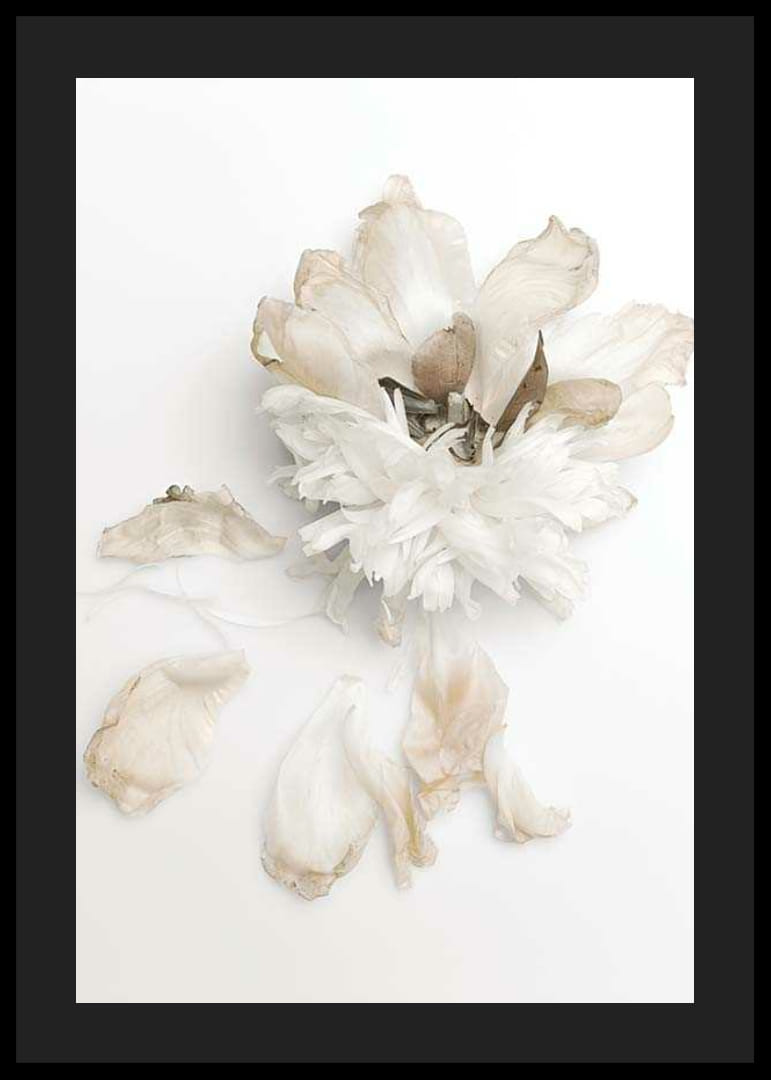 Photographie d'une pivoine blanche aux feuilles fanées sur fond clair-12