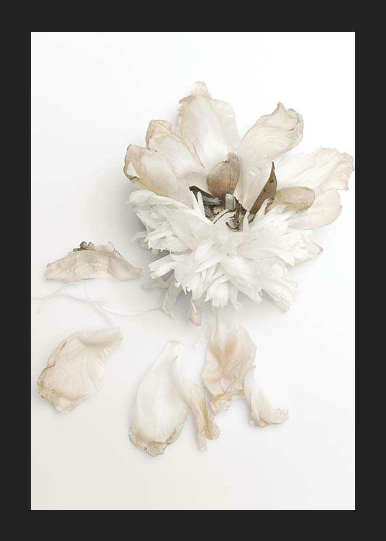 Photographie d'une pivoine blanche aux feuilles fanées sur fond clair-12