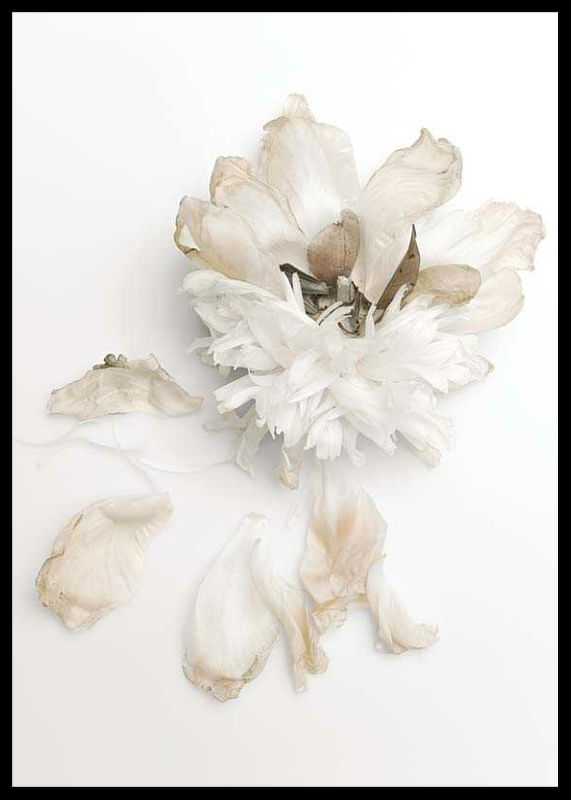 Peony Petals No2-12