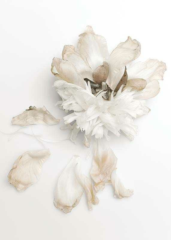 Peony Petals No2-12
