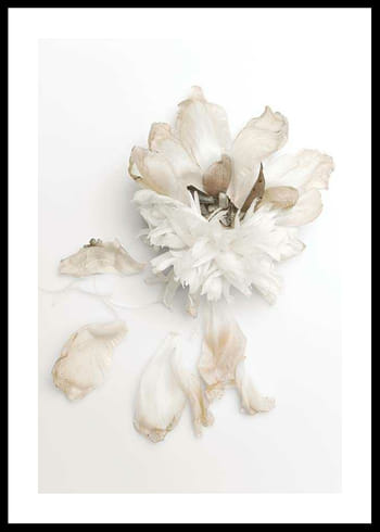 Poster Peony Petals No2