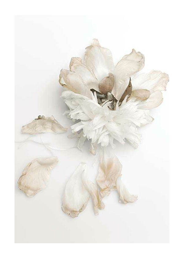 Plakāts Peony Petals No2