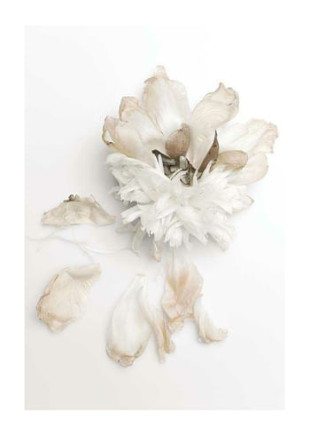 Plakat Peony Petals No2