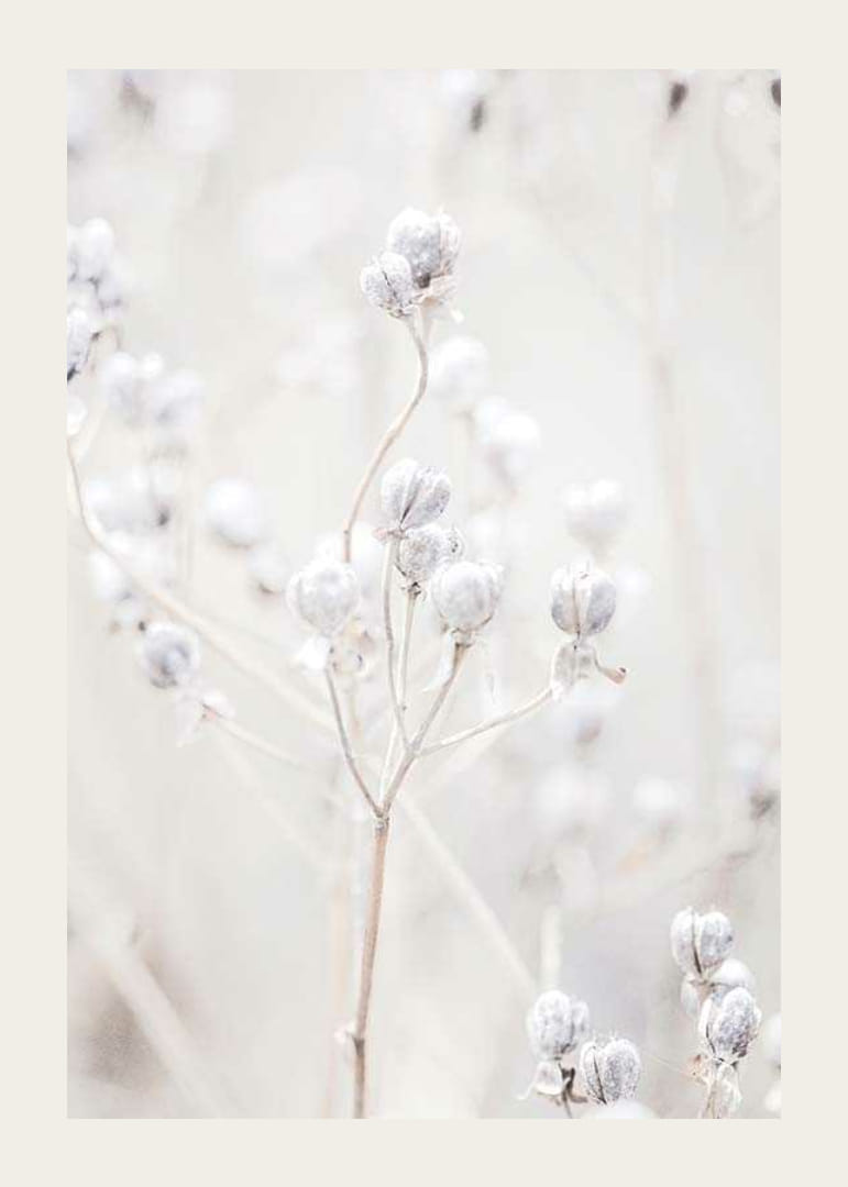 Detailný záber na sušené semenné struky vo svetlých béžových tónoch-12