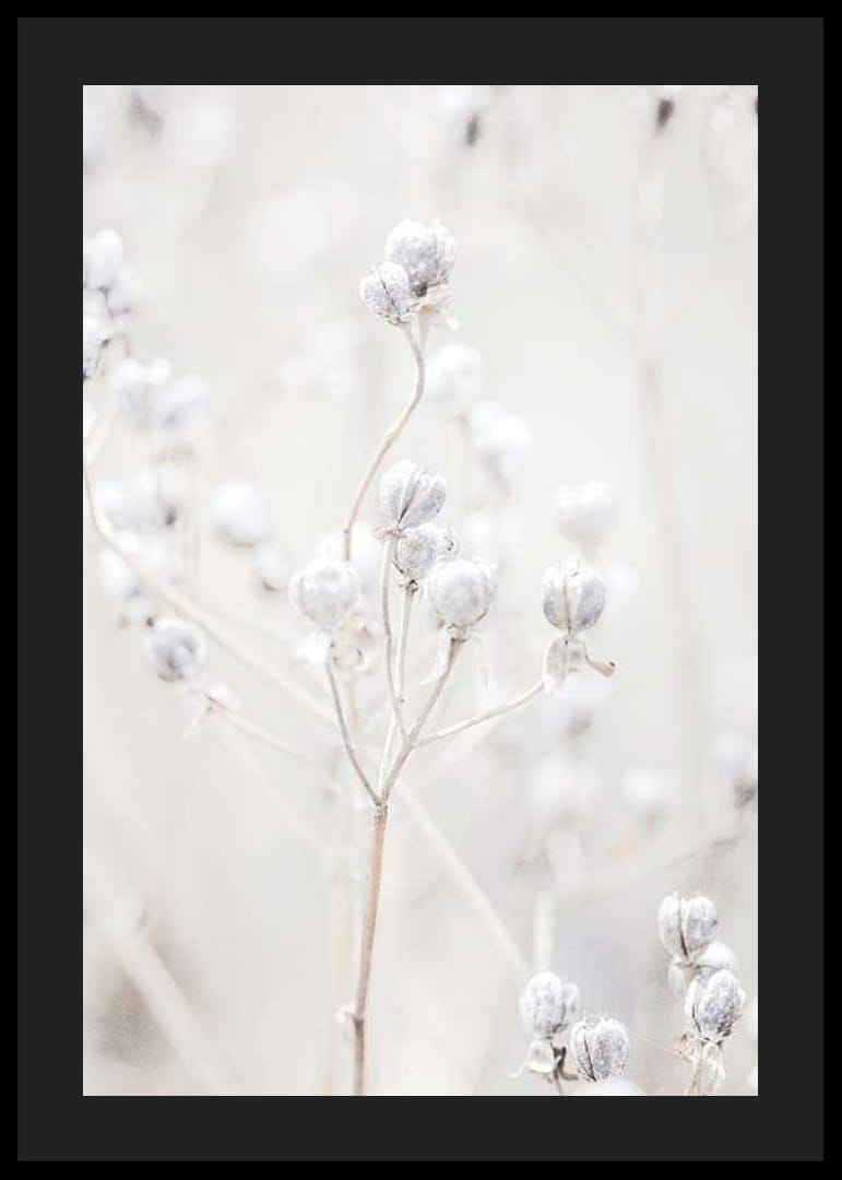 Detailný záber na sušené semenné struky vo svetlých béžových tónoch-12