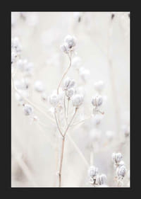 Detailný záber na sušené semenné struky vo svetlých béžových tónoch-5