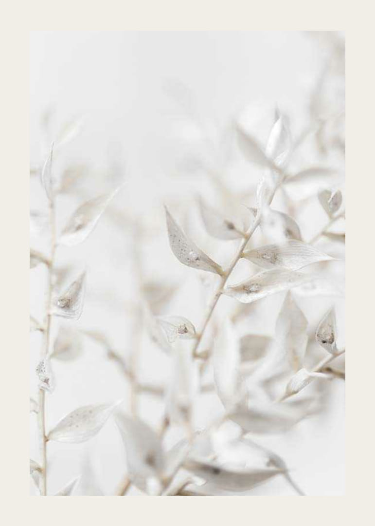 Close-up of white dried plant leaves against light blurred background-12