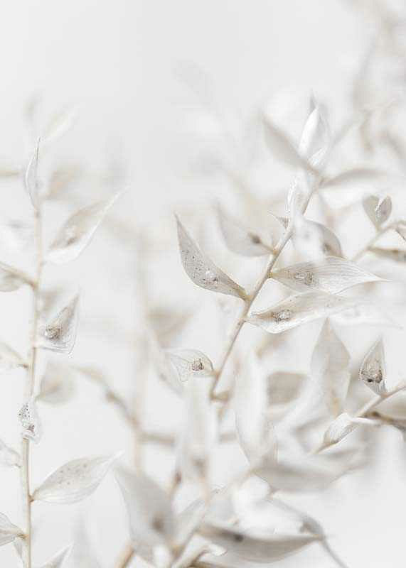 White Dried Flower-12