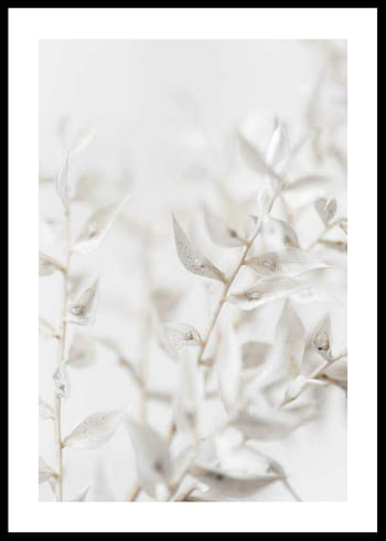 Poster White Dried Flower