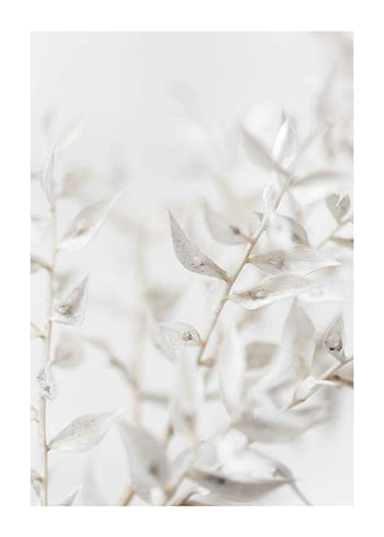 Poster White Dried Flower