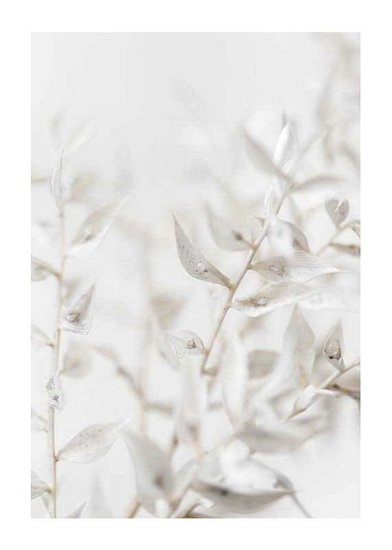 White Dried Flower-12