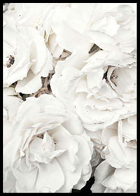 Close-up of white peonies with soft petals, photographic-6