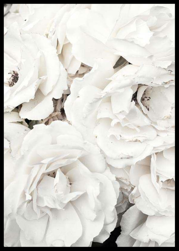 Close-up of white peonies with soft petals, photographic-12