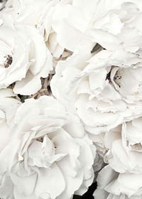 Close-up of white peonies with soft petals, photographic-7