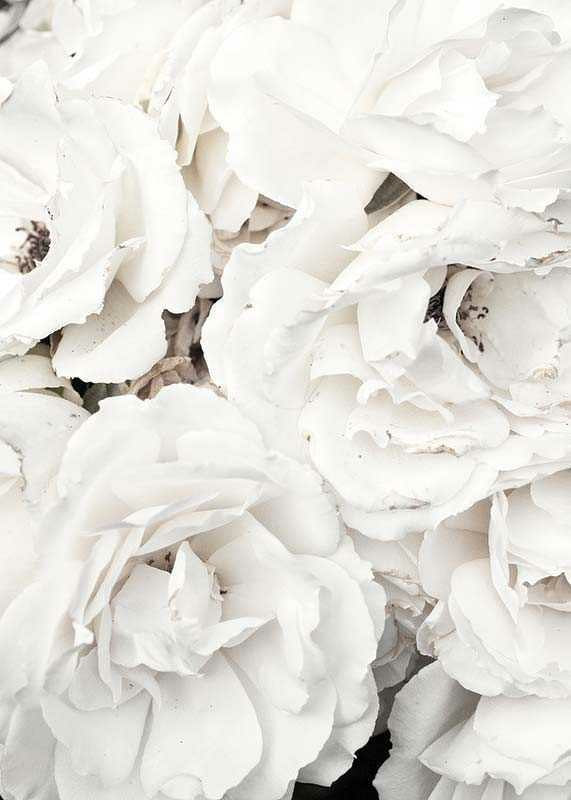 Close-up of white peonies with soft petals, photographic-12