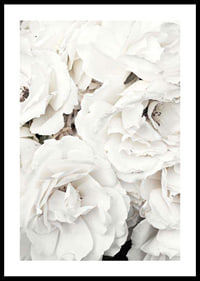 Close-up of white peonies with soft petals, photographic-0