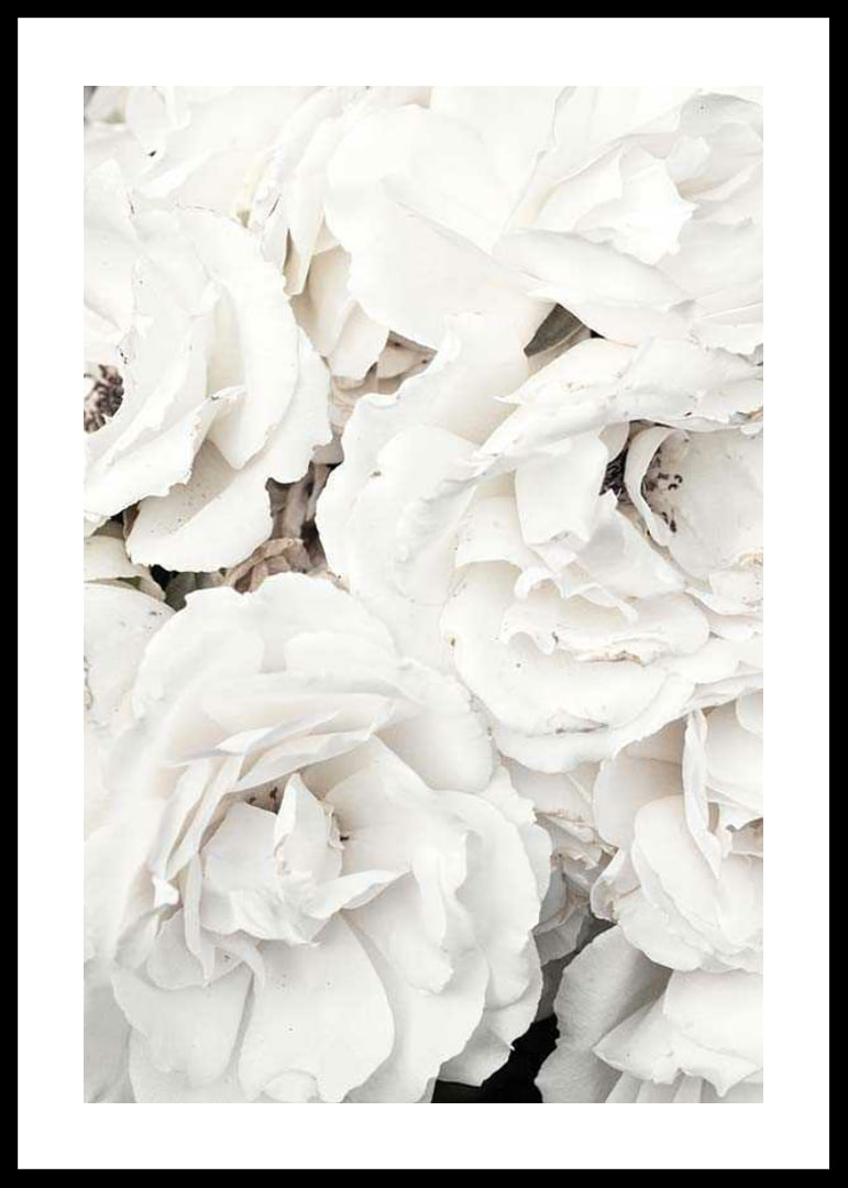 Close-up of white peonies with soft petals, photographic-12