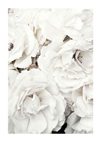 Close-up of white peonies with soft petals, photographic-1