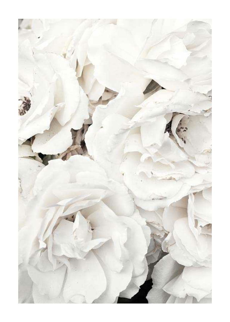 Close-up of white peonies with soft petals, photographic-12