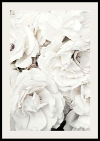 Close-up of white peonies with soft petals, photographic-2