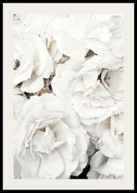 Lähikuva valkoisista pioneista pehmeillä terälehdillä, valokuvaus-2