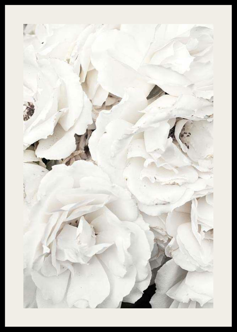 Lähikuva valkoisista pioneista pehmeillä terälehdillä, valokuvaus-12