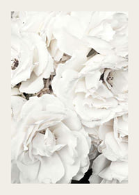 Close-up of white peonies with soft petals, photographic-3