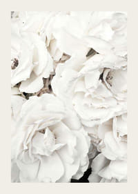 Lähikuva valkoisista pioneista pehmeillä terälehdillä, valokuvaus-3