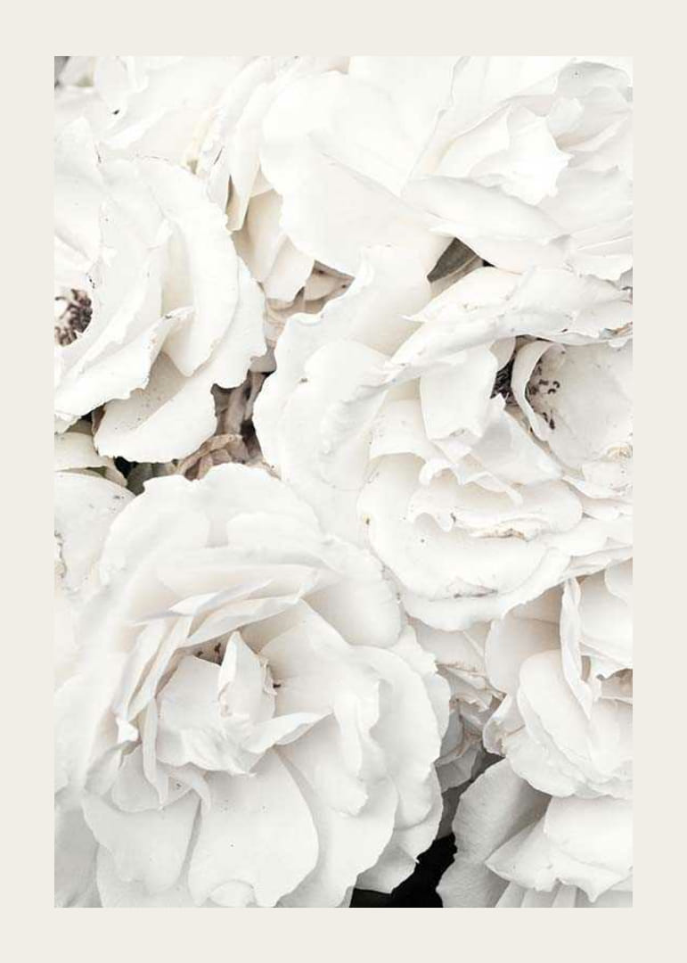 Lähikuva valkoisista pioneista pehmeillä terälehdillä, valokuvaus-12