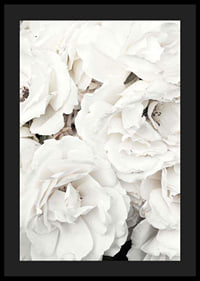 Close-up of white peonies with soft petals, photographic-4