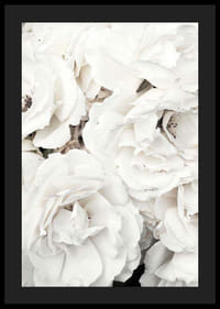 Lähikuva valkoisista pioneista pehmeillä terälehdillä, valokuvaus-4