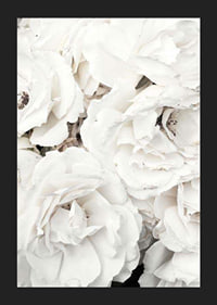 Close-up of white peonies with soft petals, photographic-5