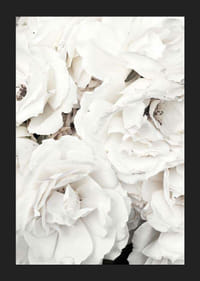 Lähikuva valkoisista pioneista pehmeillä terälehdillä, valokuvaus-5