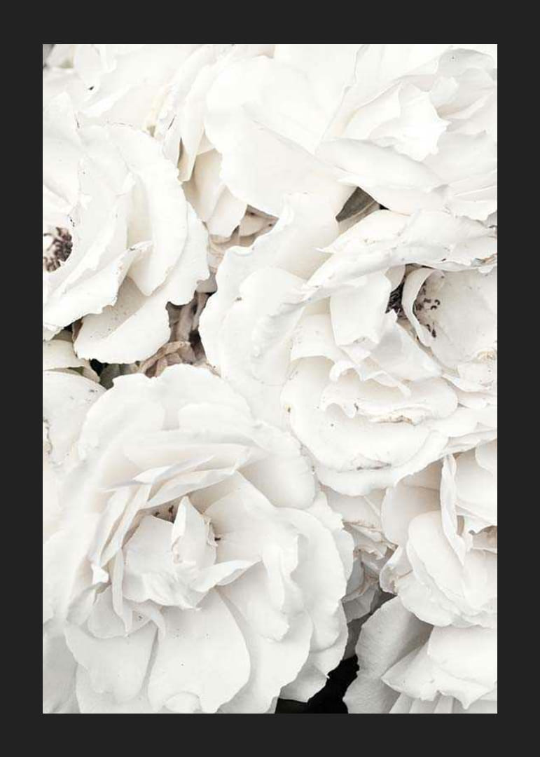 Lähikuva valkoisista pioneista pehmeillä terälehdillä, valokuvaus-12