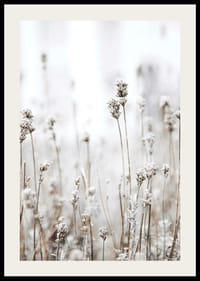 Fotografi av tørre ville planter i beige mot lys bakgrunn-2