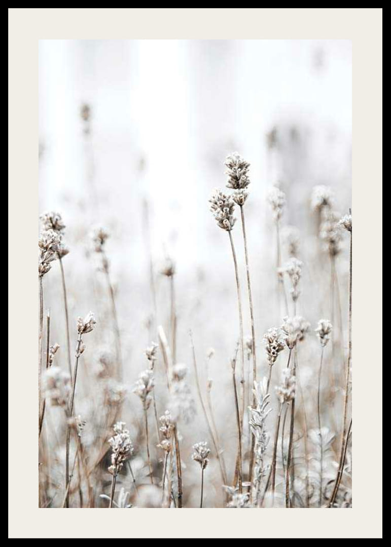 Fotografi av tørre ville planter i beige mot lys bakgrunn-12