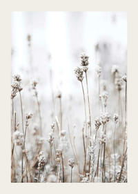 Fotografi av tørre ville planter i beige mot lys bakgrunn-3