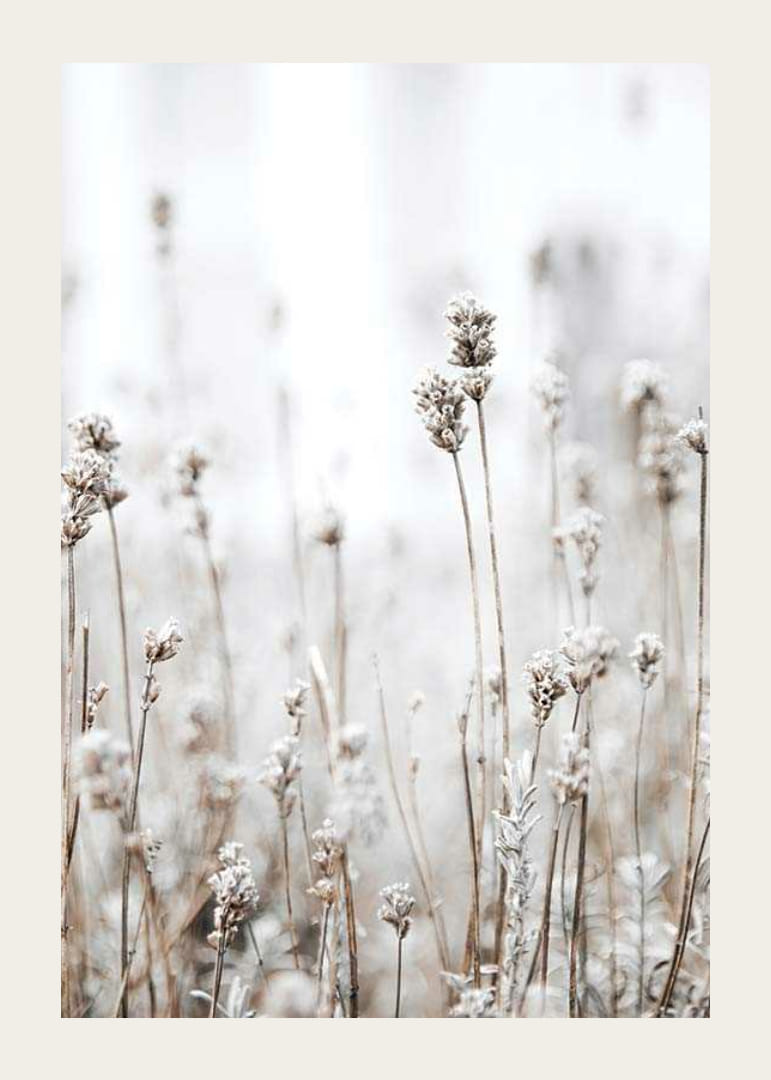 Fotografi av tørre ville planter i beige mot lys bakgrunn-12