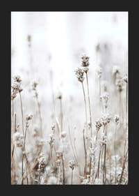 Fotografi av tørre ville planter i beige mot lys bakgrunn-5