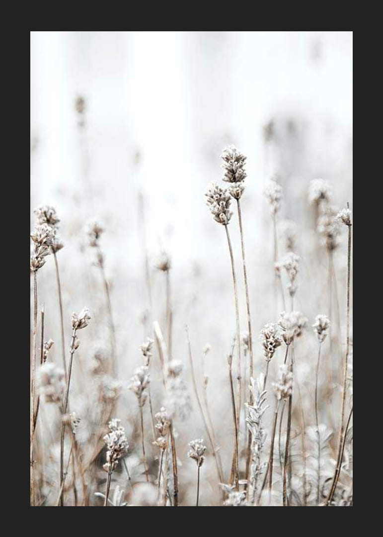 Fotografi av tørre ville planter i beige mot lys bakgrunn-12