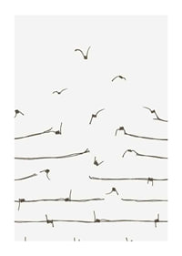Line illustration of barbed wire turning into flying birds-1