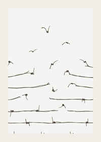 Line illustration of barbed wire turning into flying birds-3