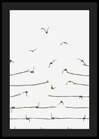 Line illustration of barbed wire turning into flying birds-4