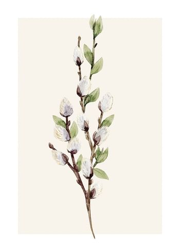 Poster Willow Branches