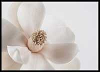 Close-up of white magnolia flower against light background-6