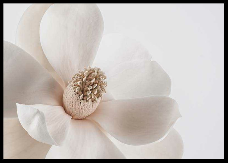 Close-up of white magnolia flower against light background-12