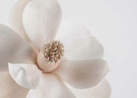 Close-up of white magnolia flower against light background-7
